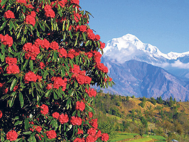 Grand Tree Plantation Campaign Begins in Taplejung: 20,000 Rhododendron Saplings to Be Planted