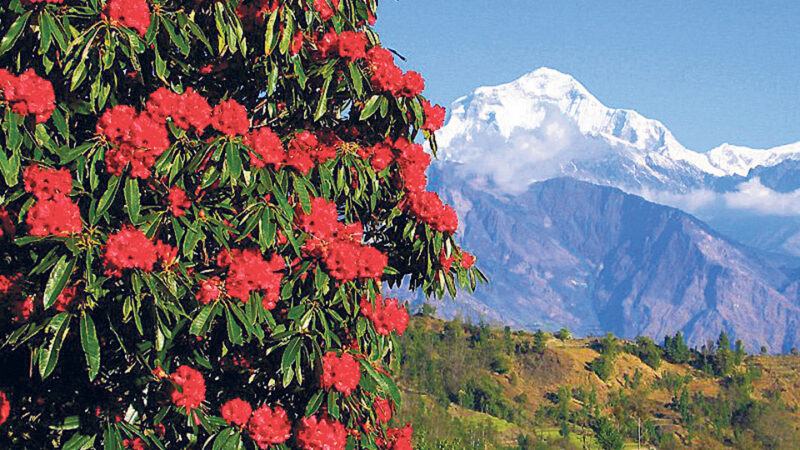 Grand Tree Plantation Campaign Begins in Taplejung: 20,000 Rhododendron Saplings to Be Planted