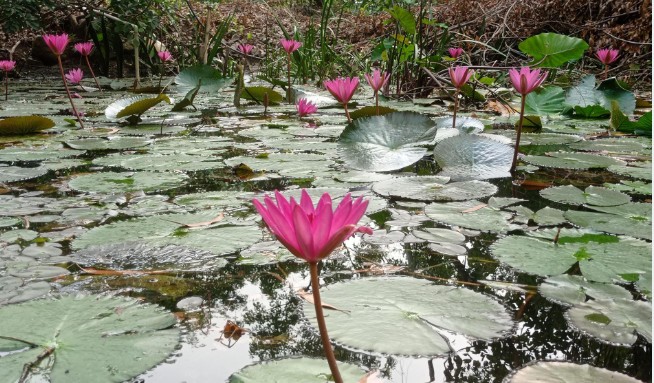 Itahari Matrix Complex Pond Adorned with Pink Lotus Blossoms