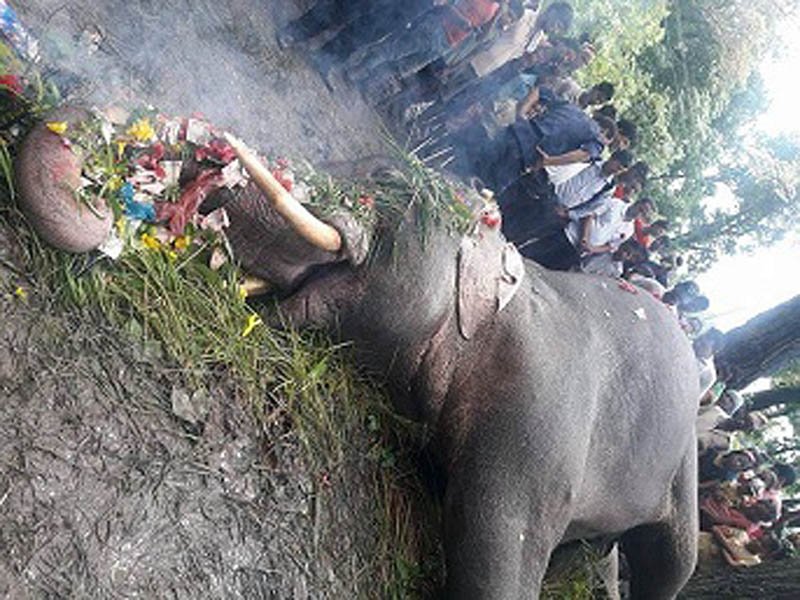 Elephant Found Dead in Mechinagar Municipality