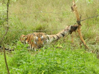 Tiger Attack Leaves Three Women Injured in Dang