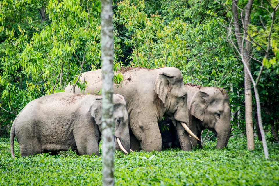 New Elephant Arrival Information Technology Center Established in Bahundangi