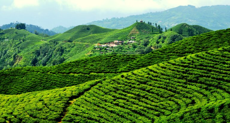 Ilam: A Scenic Gem of Eastern Nepal Beckons Tourists