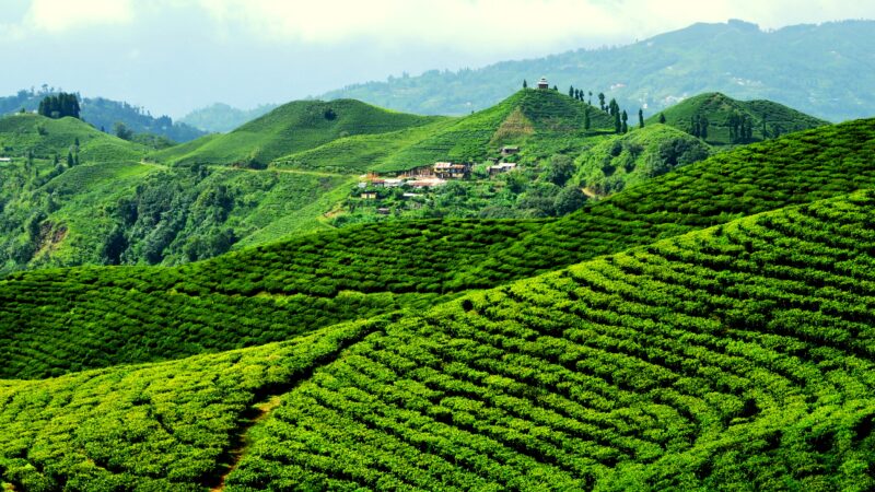 Exploring Ilam: Nepal’s Gem of Natural Beauty and Tea Gardens