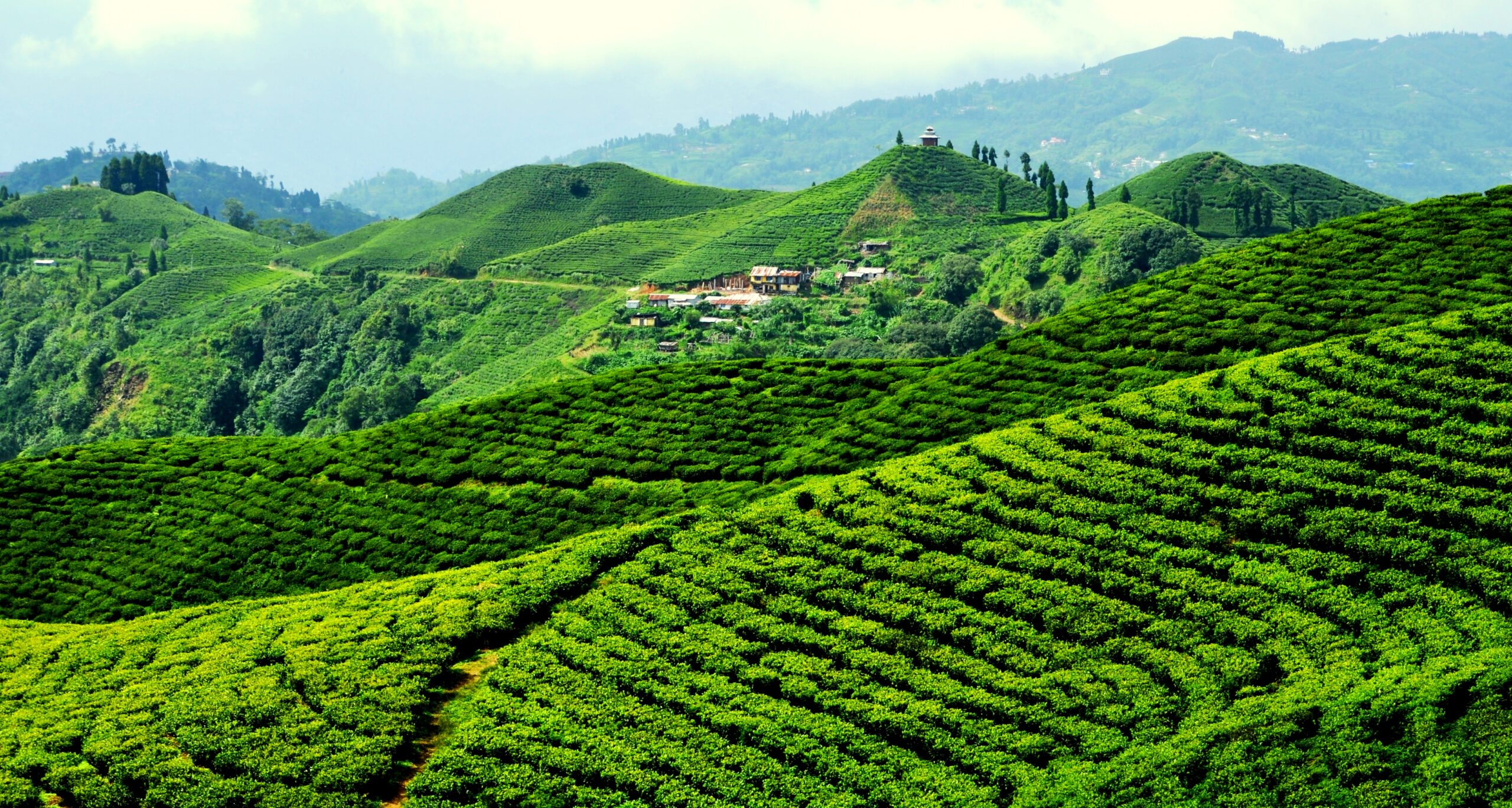 Exploring Ilam: Nepal’s Gem of Natural Beauty and Tea Gardens
