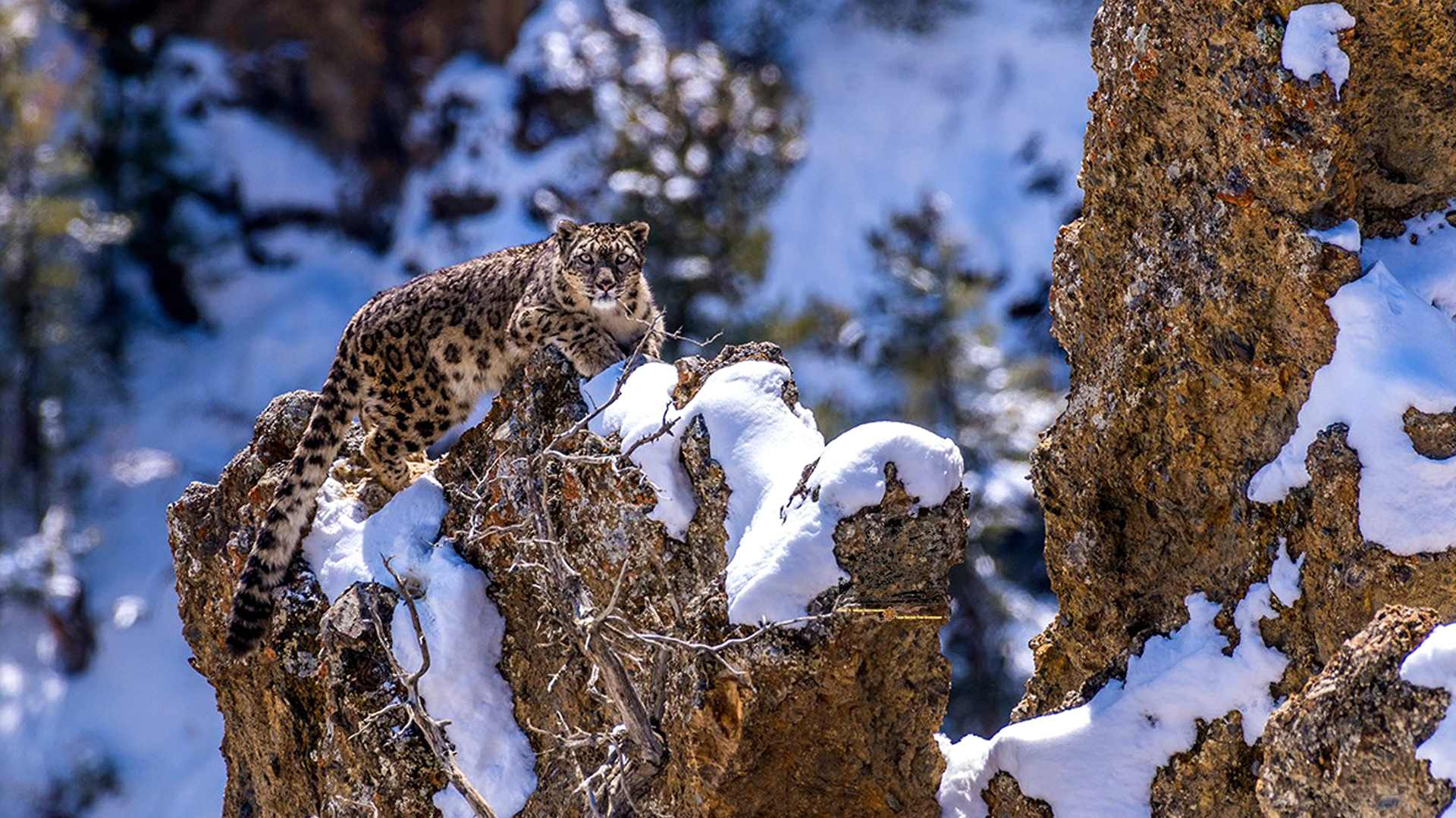Rising Snow Leopard Attacks on Yaks in Kanchenjunga Conservation Area