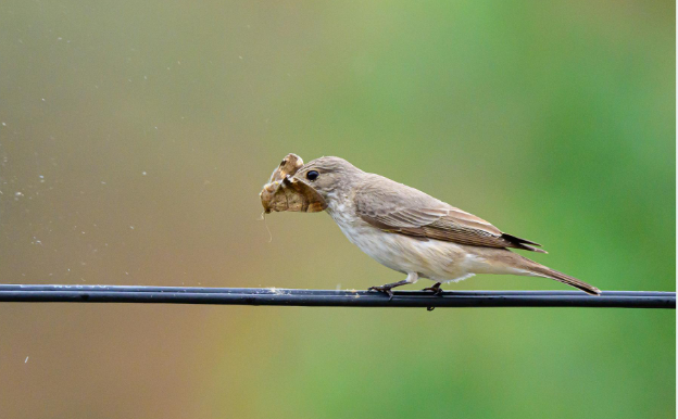 New Bird Species Discovered in Mustang: The Spotted Flycatcher