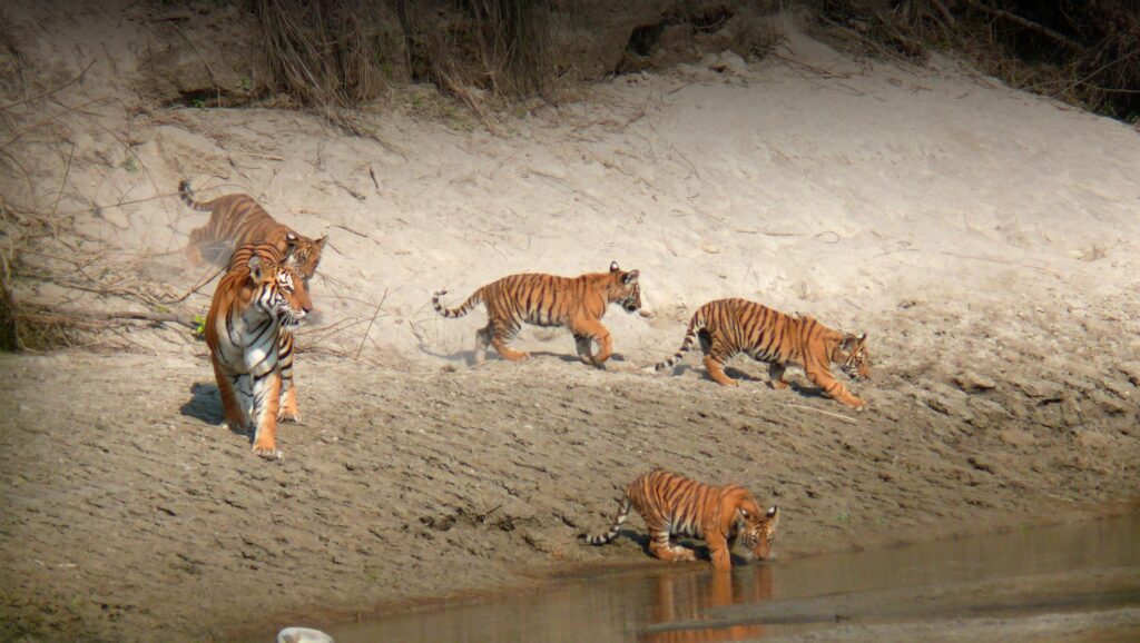 Rising Tiger Population in Nepal Brings New Conservation Challenges