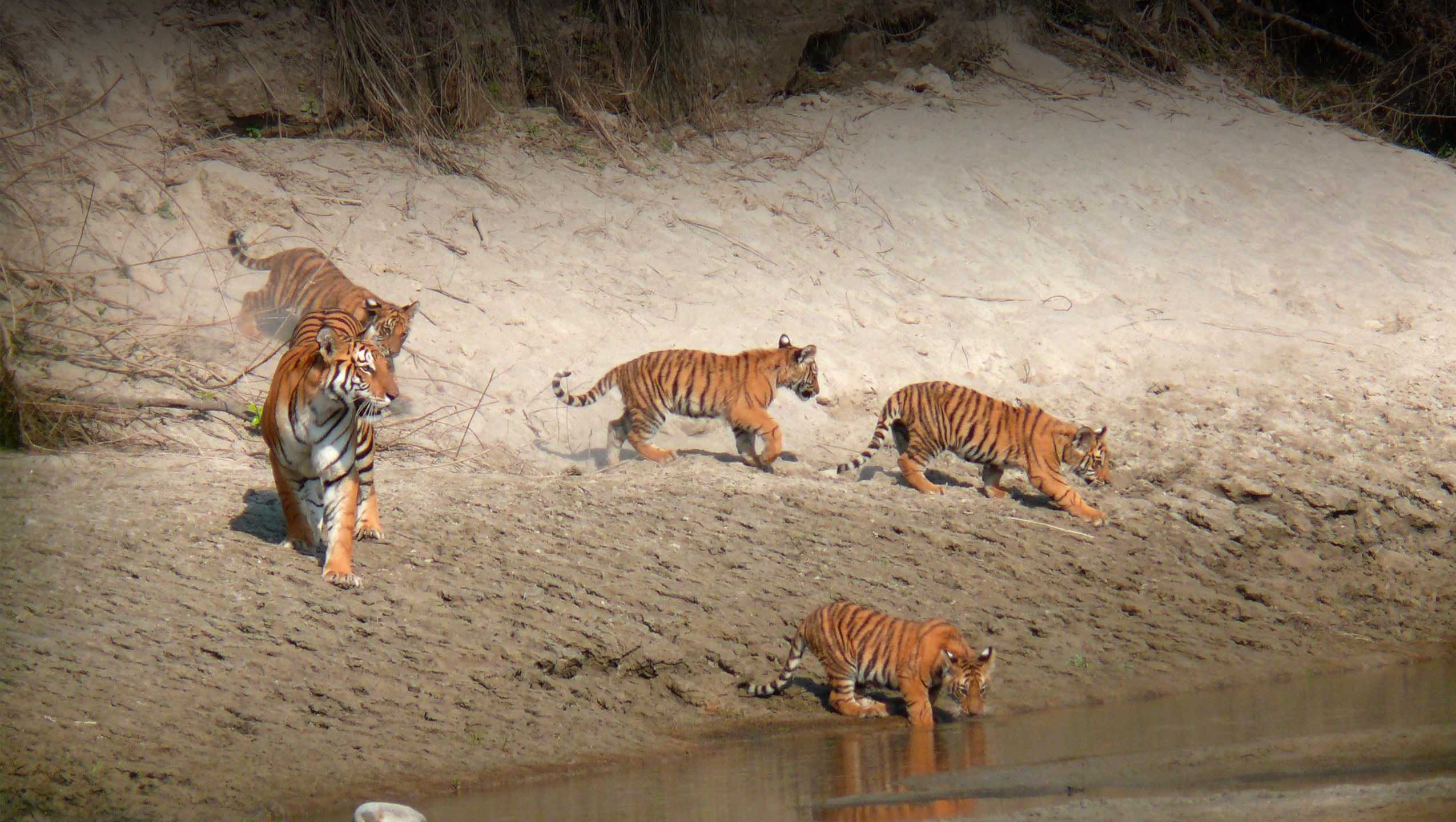 Increase in Tiger Population at Bardiya National Park: New Measures for Conservation