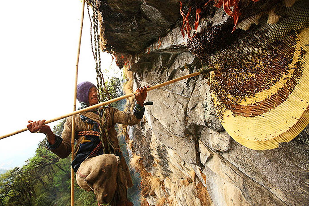 Exploring the Thrilling Honey Hunting Trek in Ghale Gaun and Bhujung