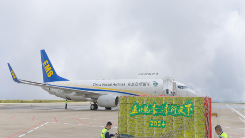 New Transportation Method Boosts Plum Distribution in Wushan County
