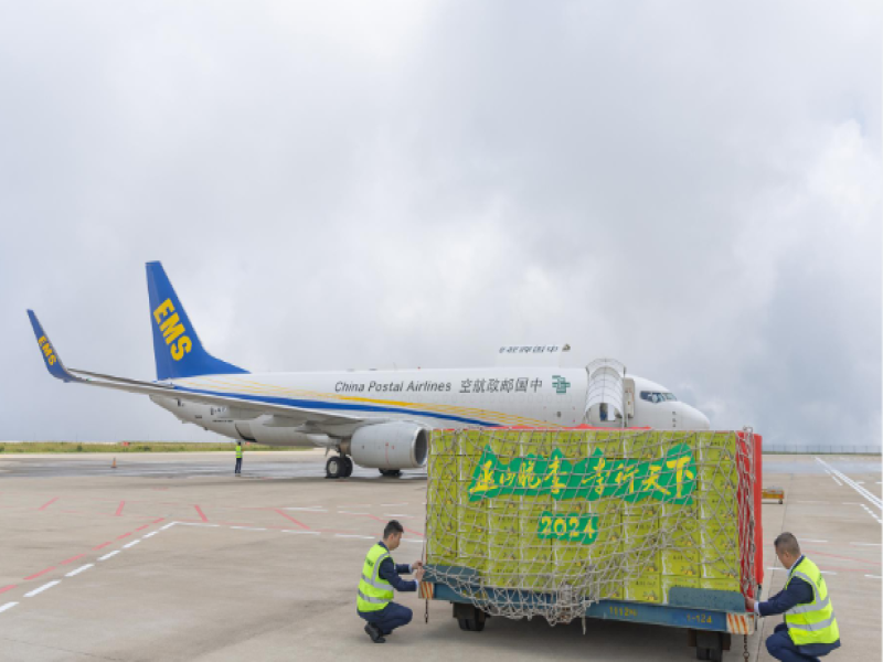 New Transportation Method Boosts Plum Distribution in Wushan County