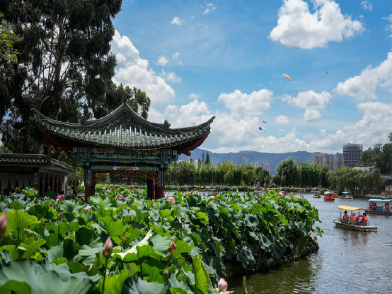 Visitors Enjoy Lotus Flowers at Daguan Park in Kunming, Yunnan Province