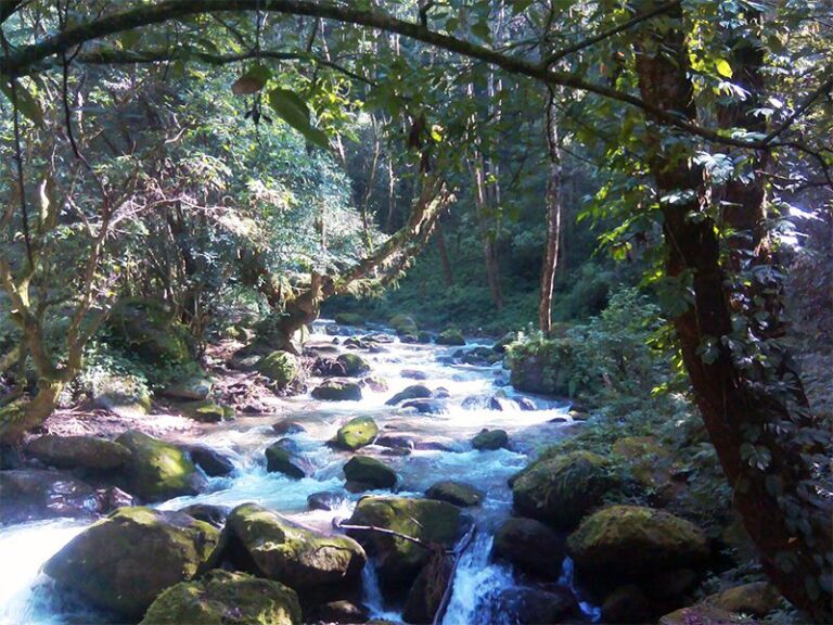 Discover Shivapuri: A Hidden Gem for Hiking Enthusiasts