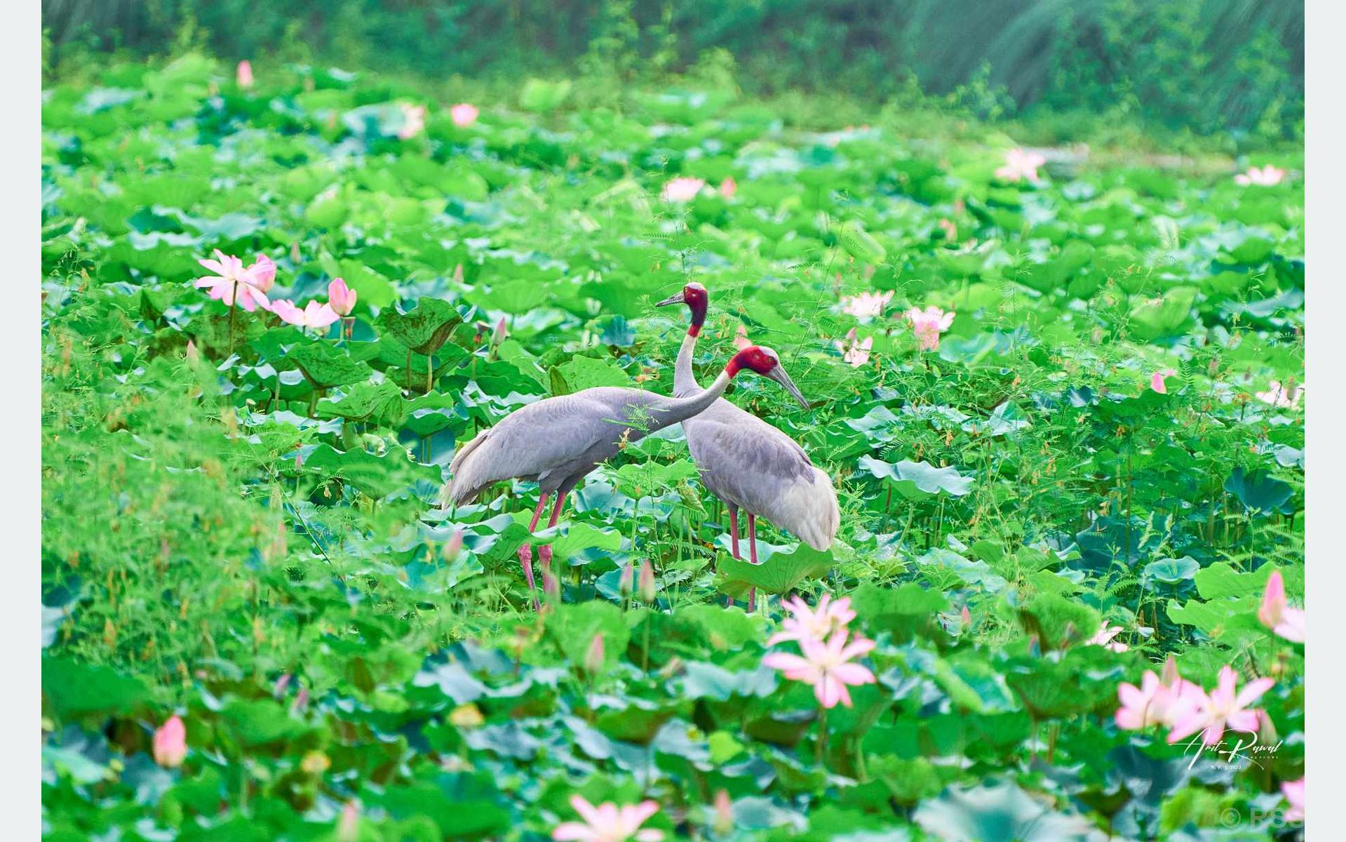 Increasing Threats to Kantital’s Bird Habitat Due to Motorboat Activities