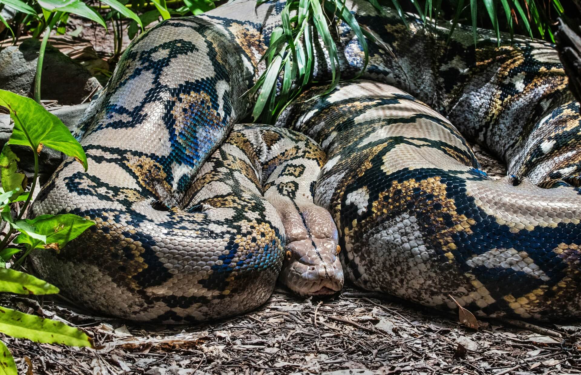 Rare Python Found in Shuklaphanta Municipality