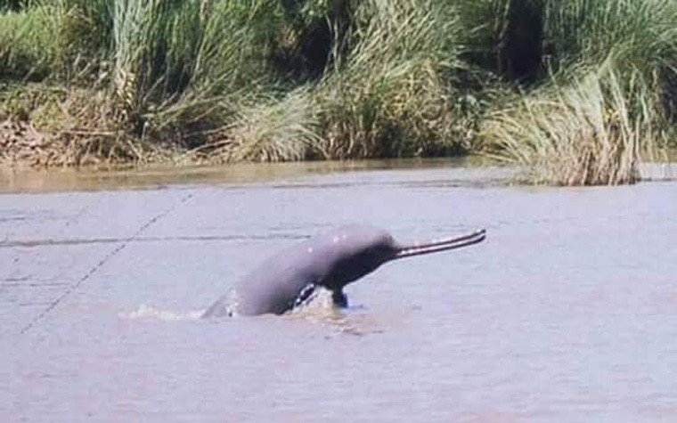 Dolphins Sighted in Kailali’s Rivers as Water Levels Rise, Boosting Eco-Tourism
