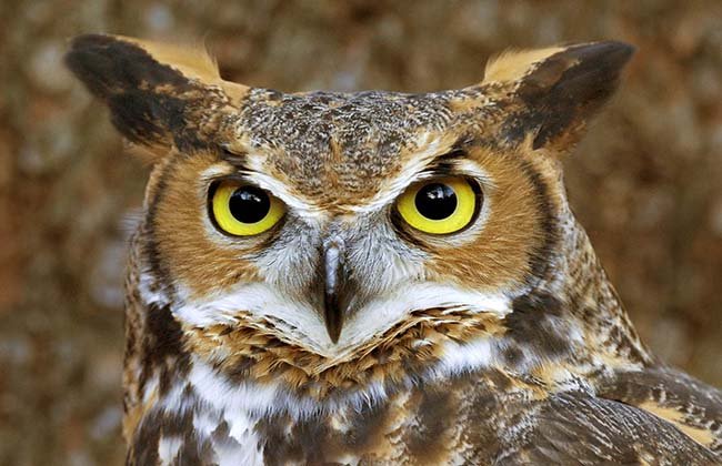 Efforts Underway to Protect the Lesser Kestrel with 100 Nest Boxes in Kaski and Syangja