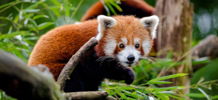 Red Panda Marathon to Be Held in Taplejung to Raise Awareness on Conservation