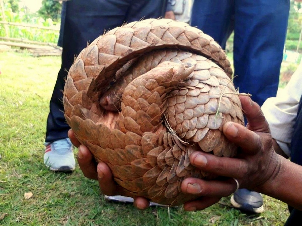 Rare Black Pangolin Rescued Near Human Settlement in Nuwakot