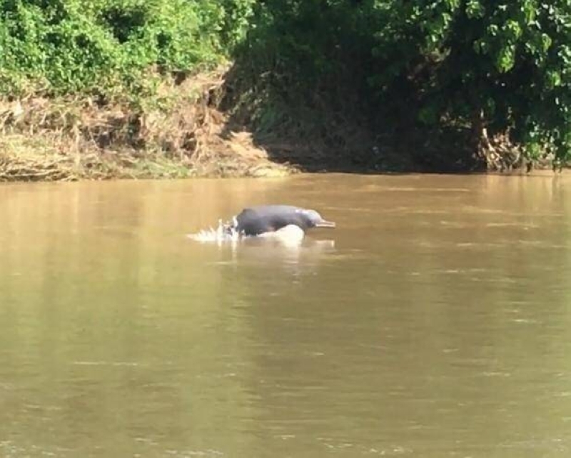 Rare Dolphin Sighting in Rapti River Highlights Urgent Need for Conservation Efforts in Nepal