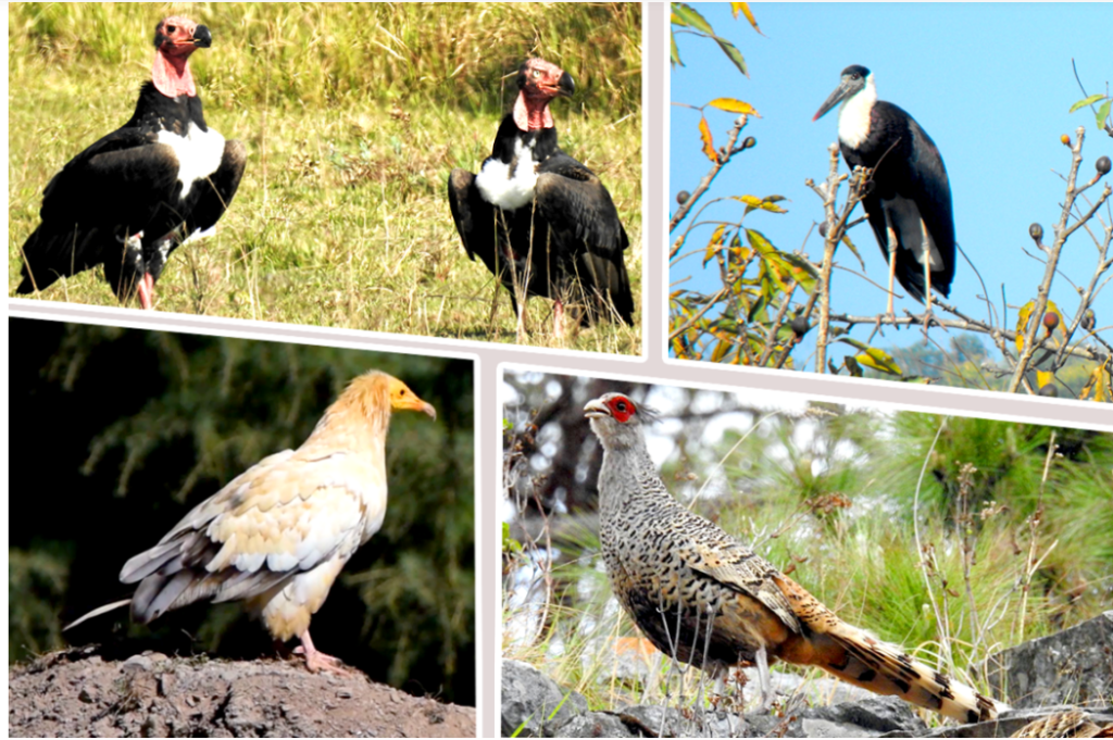 Discovery of 8 New Bird Species in Resunga and Madane Protected Forests