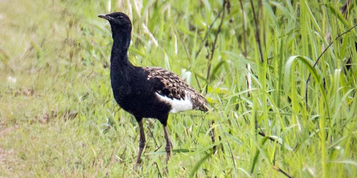 Grassland Management Initiated for the Conservation of Critically Endangered Bustard in Shuklaphanta National Park Periphery