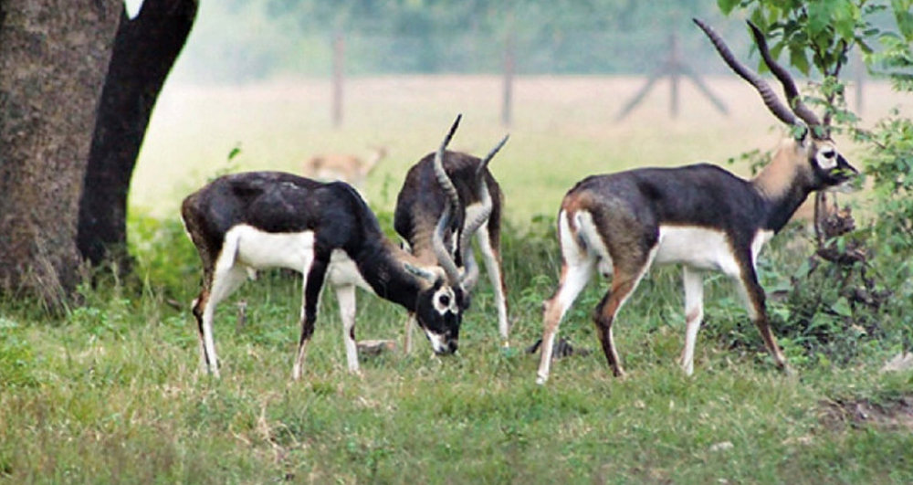 Increase in Blackbuck Population in Khairapur, Gulariya Municipality