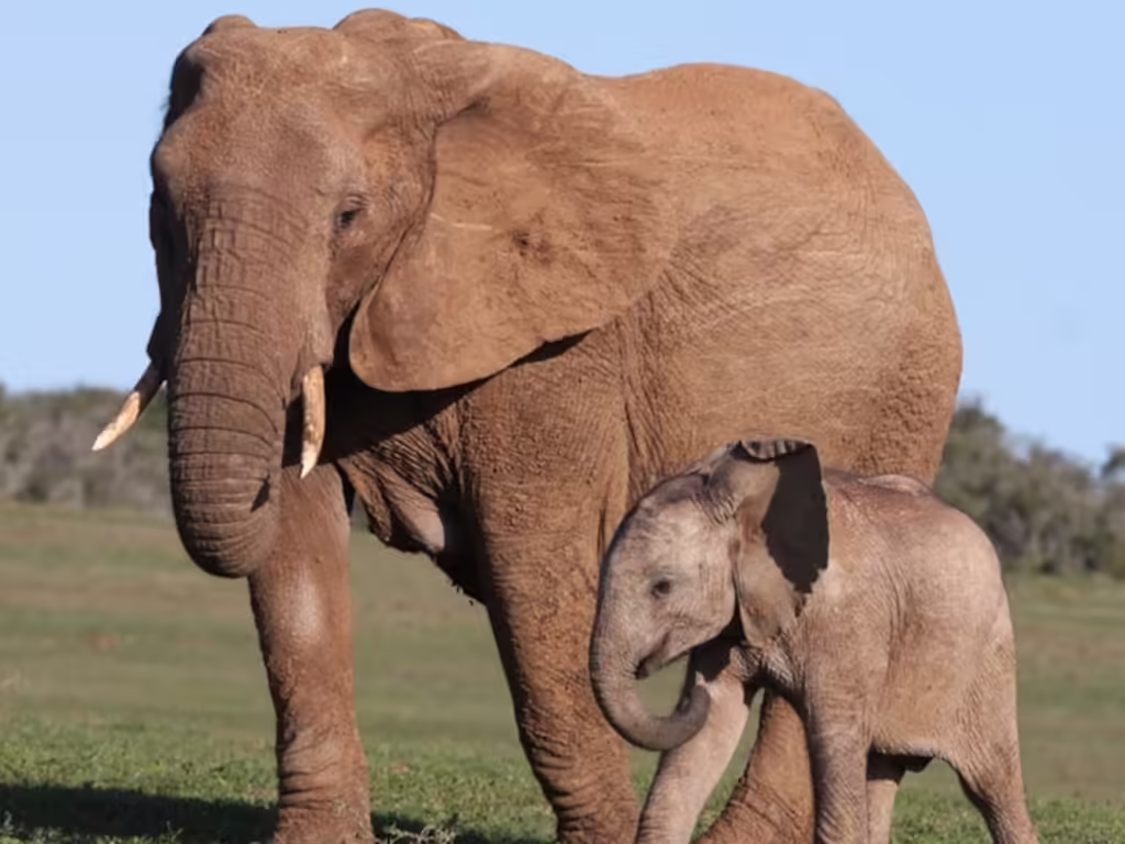 Chitwan’s Sauraha Celebrates 13th International Elephant Day with Elephant Feast