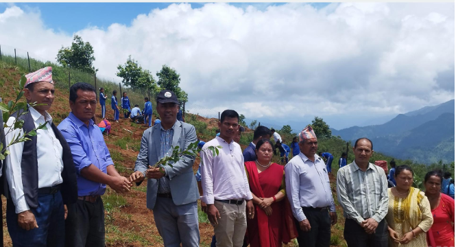 Rishing and Aabukhaireni Municipalities Launch Tea Cultivation to Boost Tourism and Livelihood
