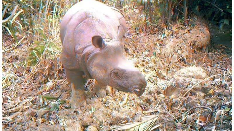Indonesian Authorities Arrest Man for Attempting to Sell Elephant Tusks and Rhino Horns Online