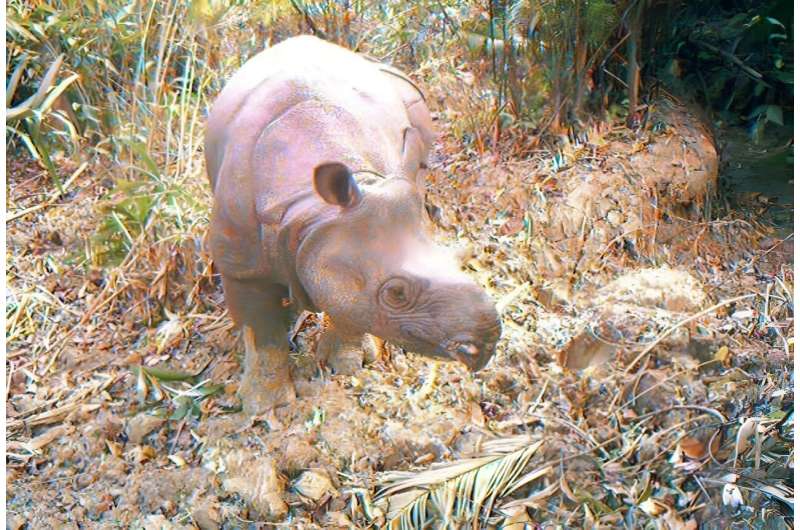 Indonesian Authorities Arrest Man for Attempting to Sell Elephant Tusks and Rhino Horns Online