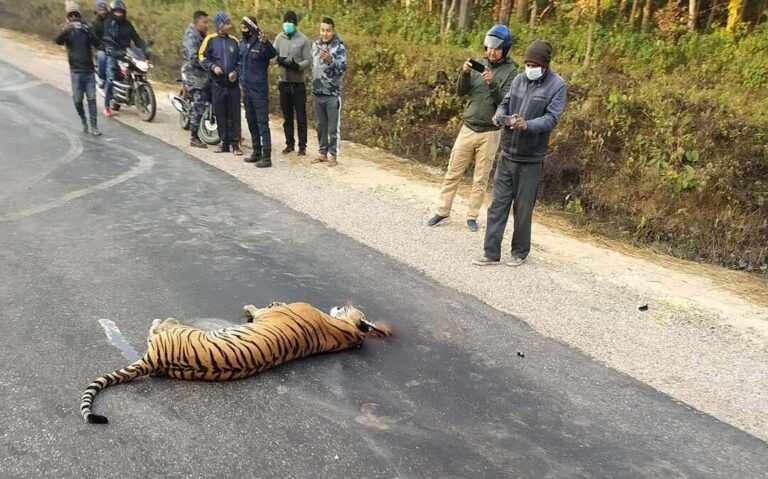 Seven Leopards Found Dead in Parbat District Over the Past Year