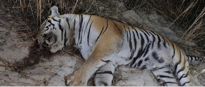 Tiger Killed by Buffalo in Manahari, Makawanpur: Unusual Incident Reported