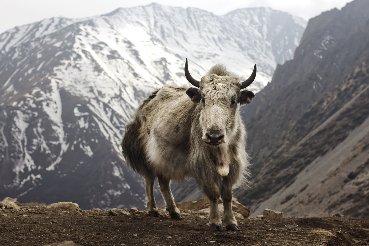 Nepal Government Declares ‘National Yak Day’ on Baishakh 7