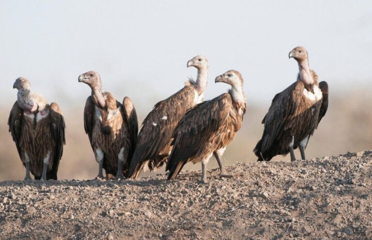 Manashant Ghimire Appointed as National Coordinator for eBird in Nepal