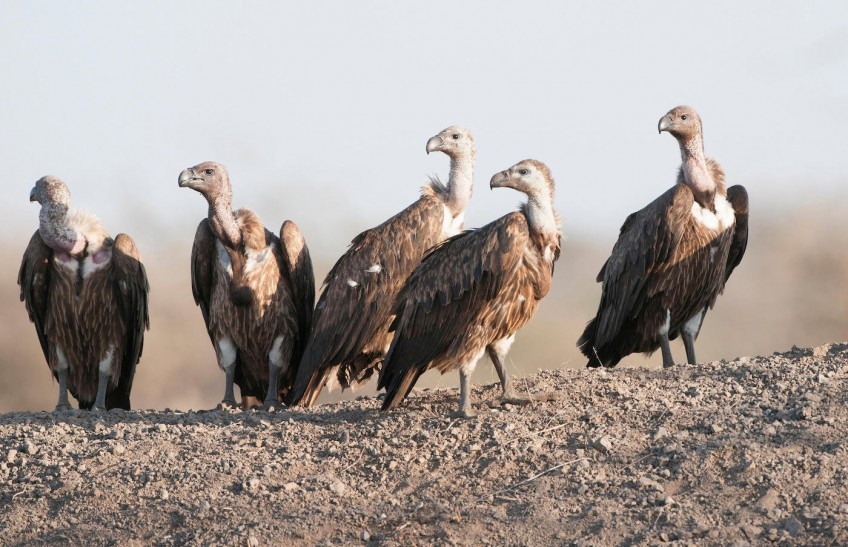 Manashant Ghimire Appointed as National Coordinator for eBird in Nepal