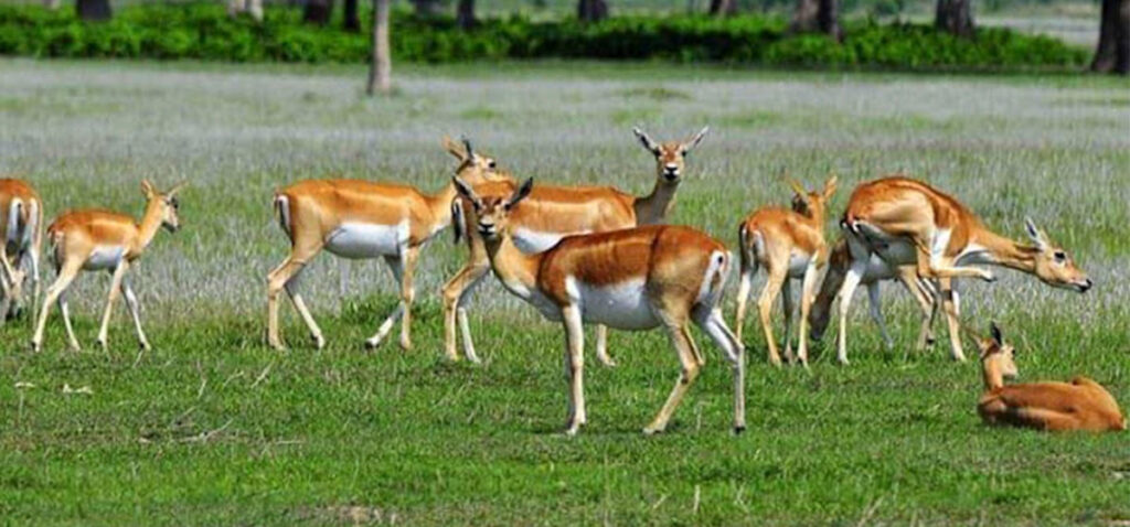 Tourism Development Stalled in Kanchanpur Due to Lack of Infrastructure and Promotion