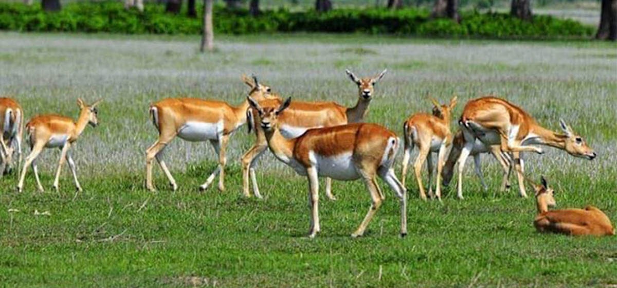 Tourism Development Stalled in Kanchanpur Due to Lack of Infrastructure and Promotion