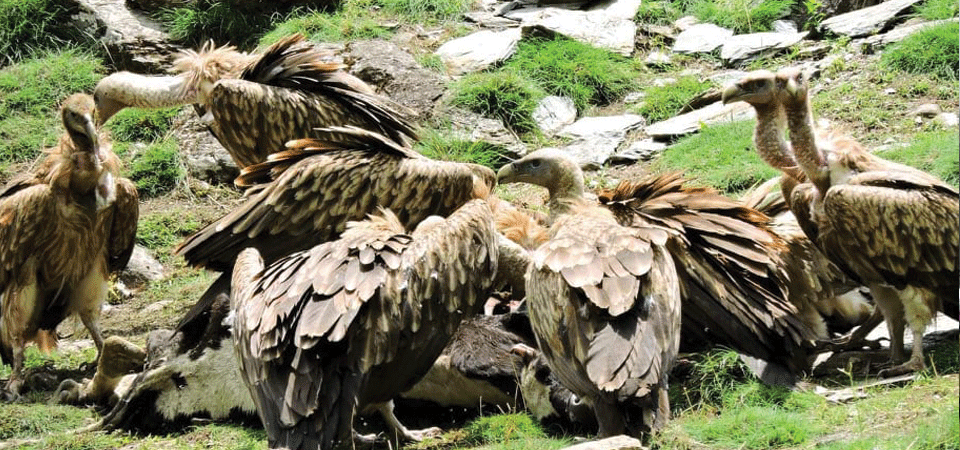Pokhara Sees 22% Increase in Vulture Population Compared to Last Year