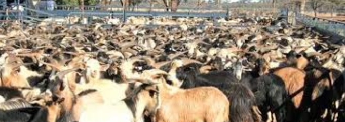 Palpa’s Rampur Municipality Bans Animal Slaughter on Aunsi and Ekadashi Days
