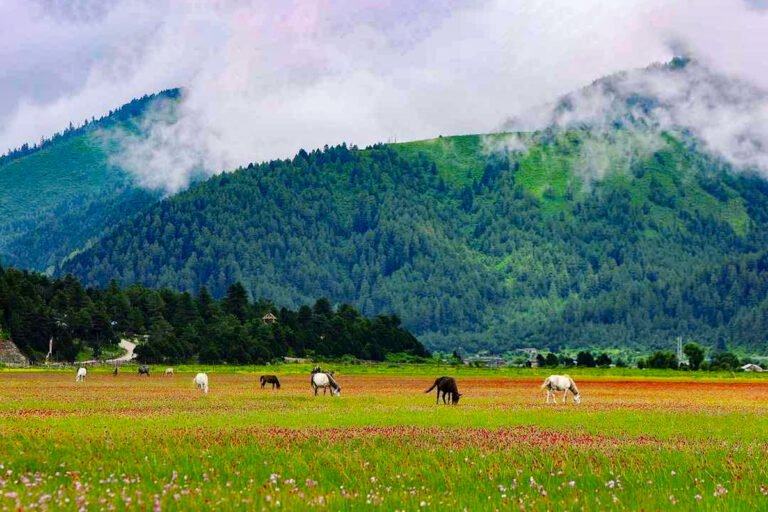 Dhorpatan Blooming in Monsoon: A Hidden Gem Draws Tourists with Colorful Flowers and Scenic Beauty