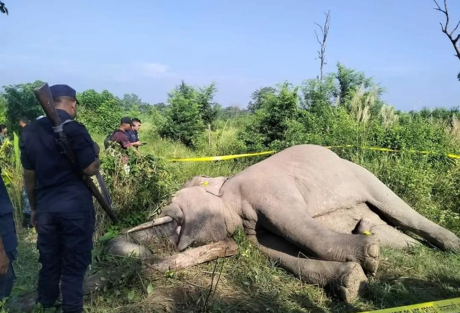Elephant Found Dead Due to Electric Shock in Bara