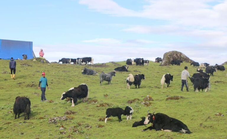 Declining Interest in Traditional Cattle Farming in the District