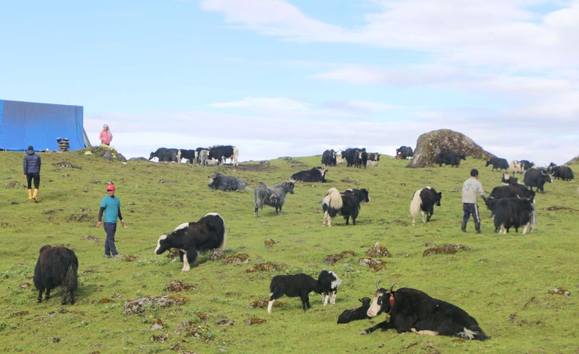 Declining Interest in Traditional Cattle Farming in the District