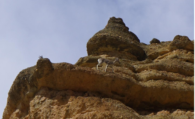 Increasing Wildlife Sightings Add to Mustang’s Tourism Appeal