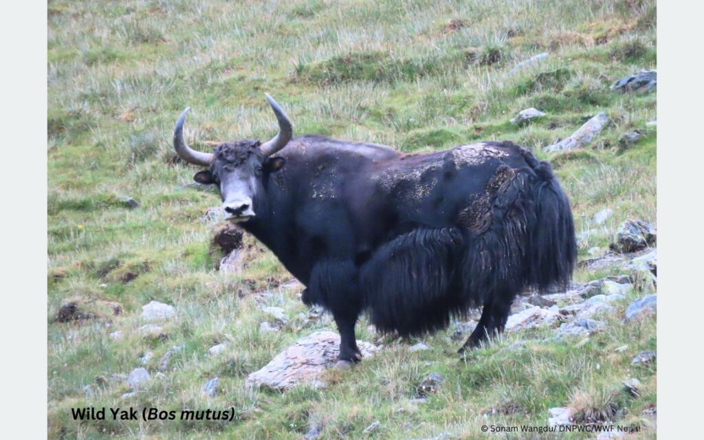 Unveiled! Rare Wild Yak Sighting in Shey-Phoksundo National Park
