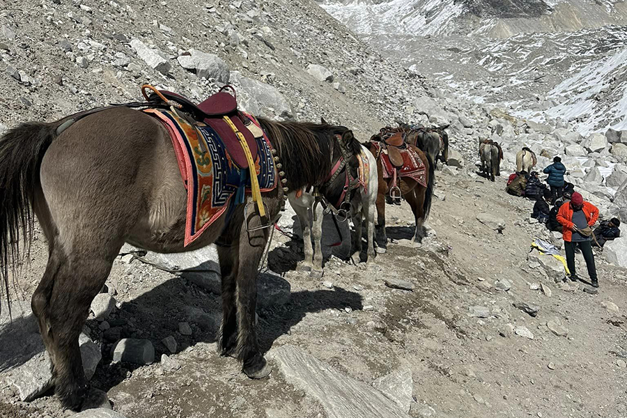 Sagarmatha National Park Issues Urgent Ban on Tourist-Horse Rides to Protect Core Zone’s Ecosystem