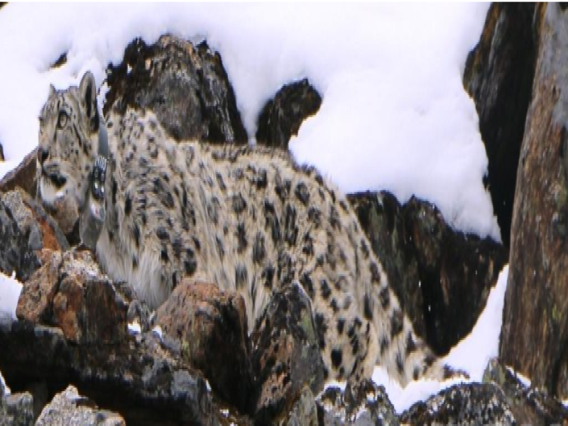 13 Adult Snow Leopards Identified in Kanchenjunga Conservation Area