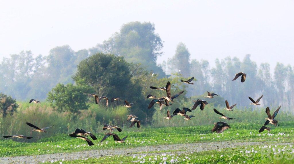 Increase in Migratory Birds in Kanchanpur-Kailali Wetlands Amidst Cold Weather